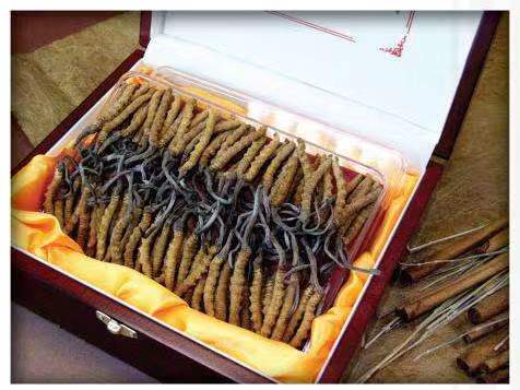 龙华区冬虫夏草回收